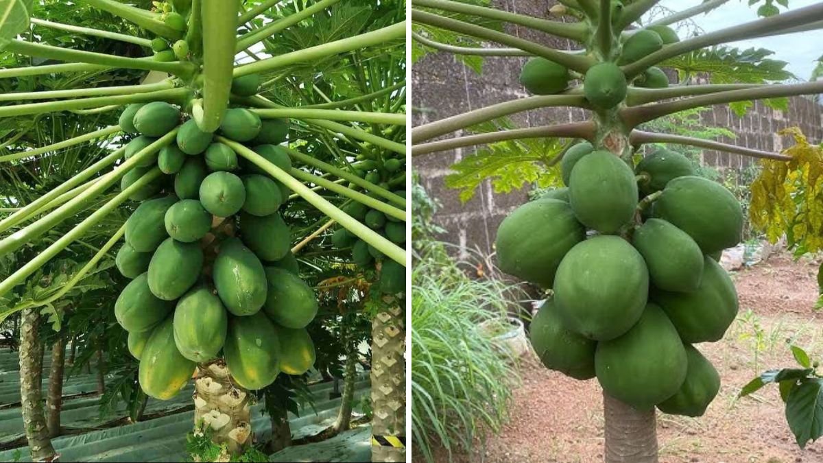 Easy Way to Graft Papaya: Boost Growth, Get Bigger Fruits, and Multiply Your Harvest