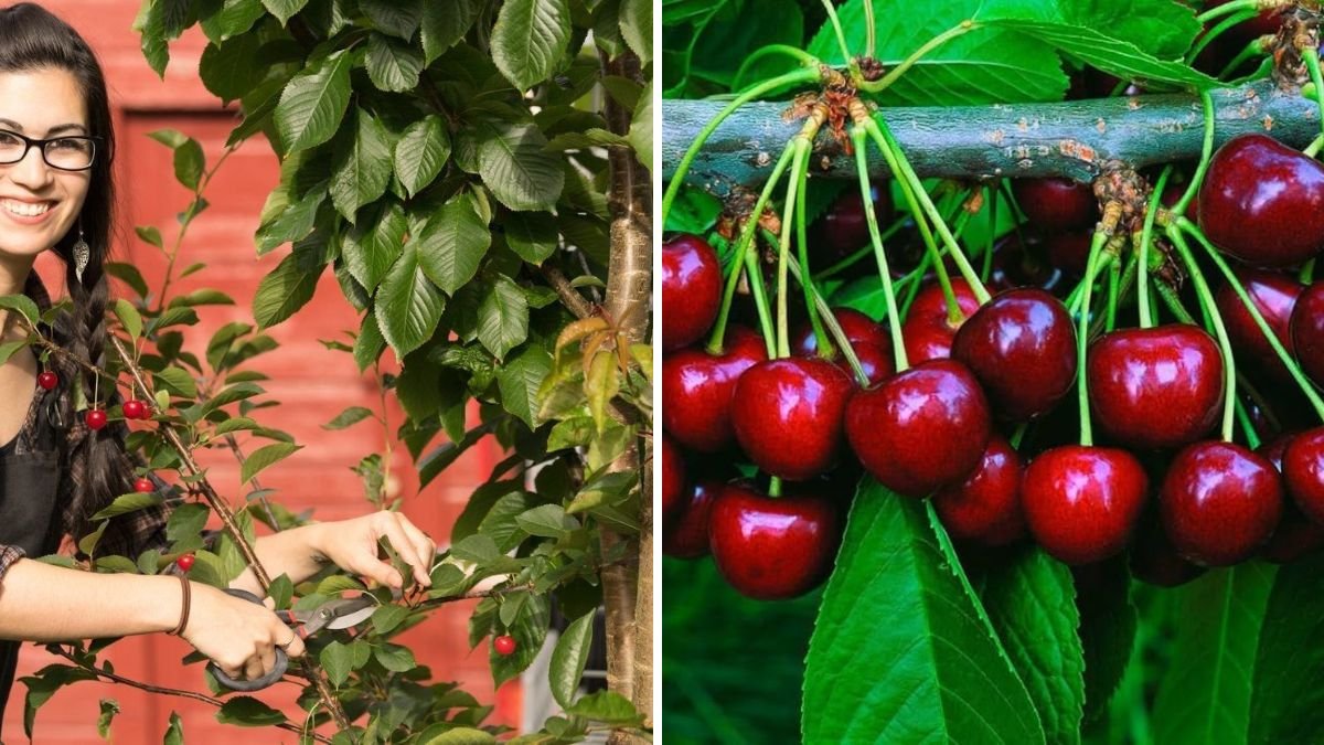 Grow Cherry Trees Twice as Fast: The Simple Grafting Technique Every Gardener Should Know!