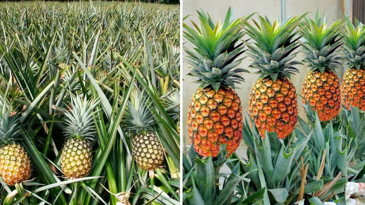 The Secret Growers Don’t Tell: The Easy Pineapple Grafting Trick That Boosts Yield Naturally!
