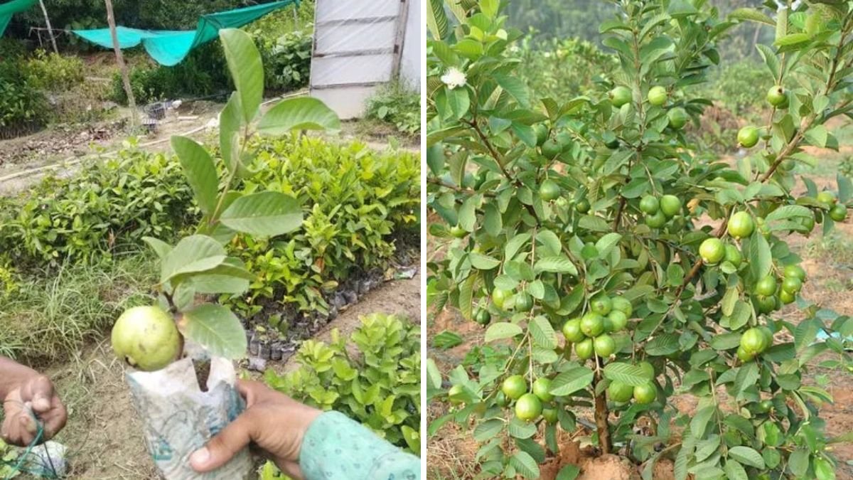 The New Technique to Harvest Guavas Faster and Bigger: Smart Pruning & Nutrition Method Every Gardener Should Try!