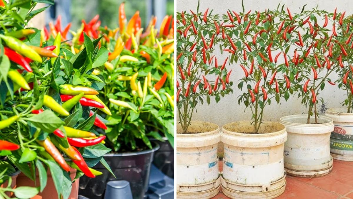 The Smart Way to Graft Chili Plants for Bigger Harvests: A Simple Technique to Grow Stronger, High-Yield Chili Trees!