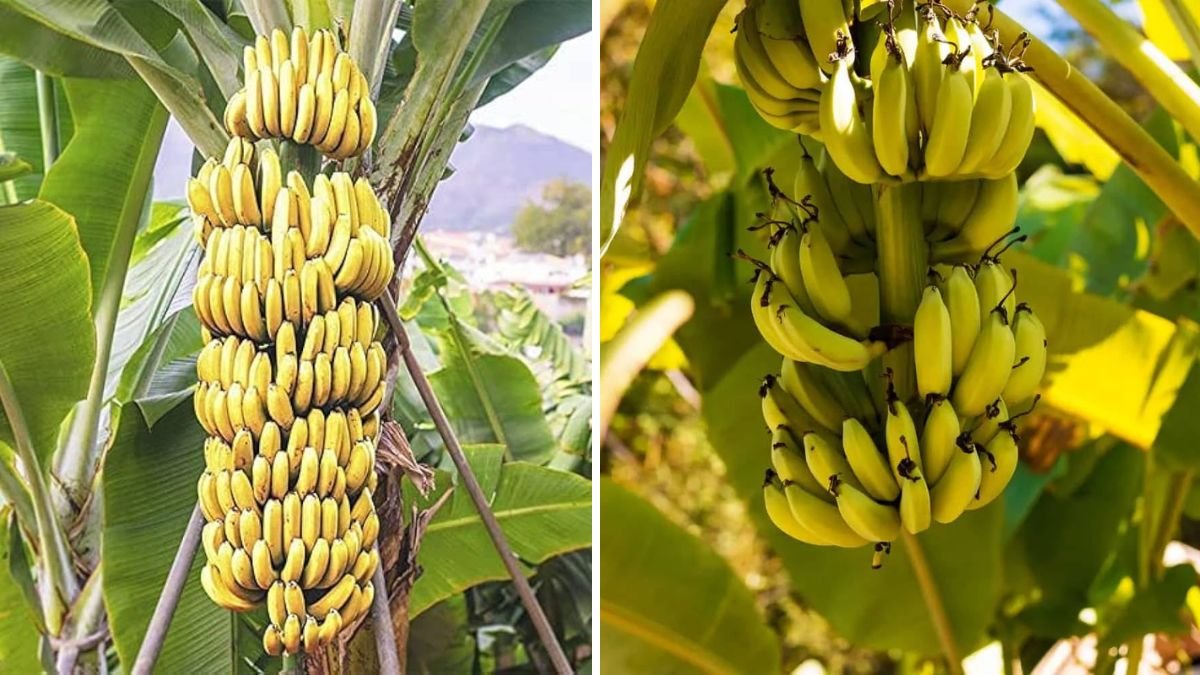 Amazing New Technique: How to “Graft” a Banana Plant for Faster Growth and Bigger Harvests