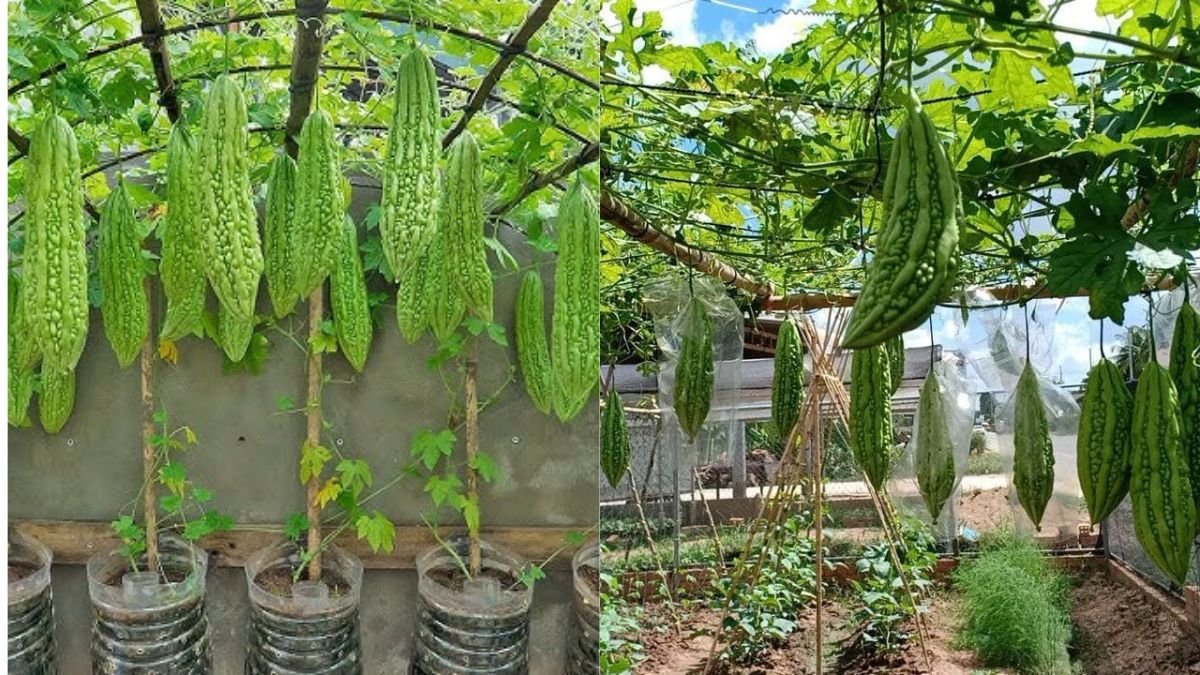Homegrown Bitter Gourd Magic: How to Grow a Thriving Plant at Home Easily!