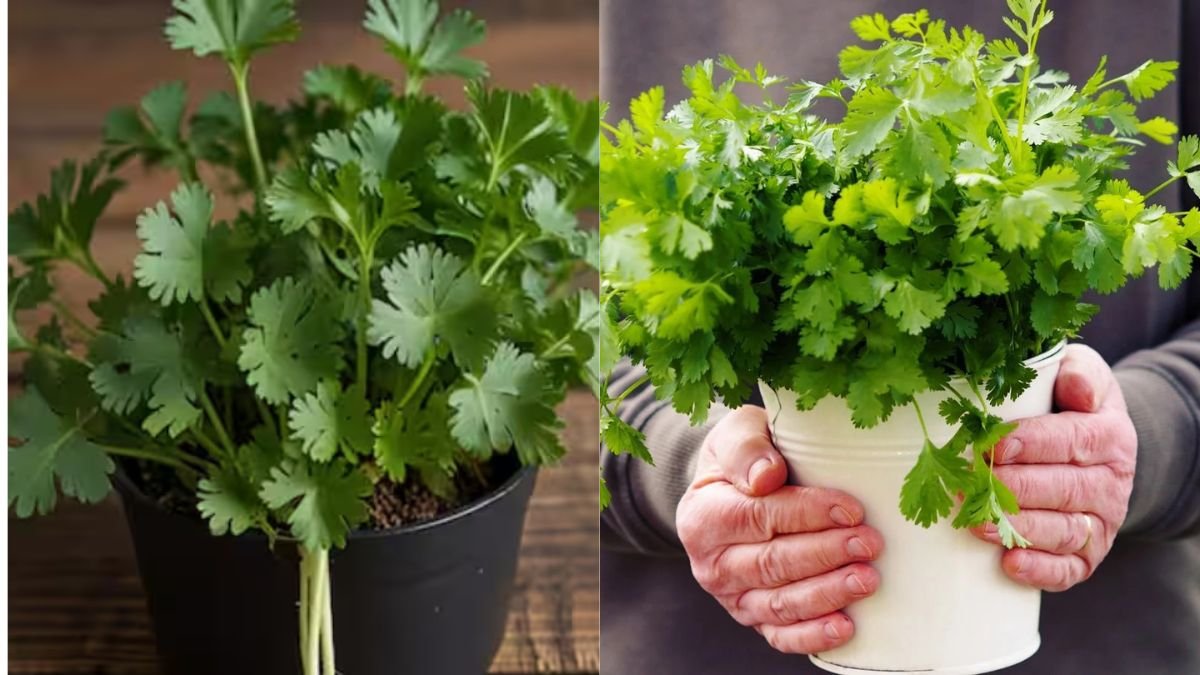 Grow Fresh Coriander at Home Easily: Your Complete Guide to a Thriving Herb Garden!