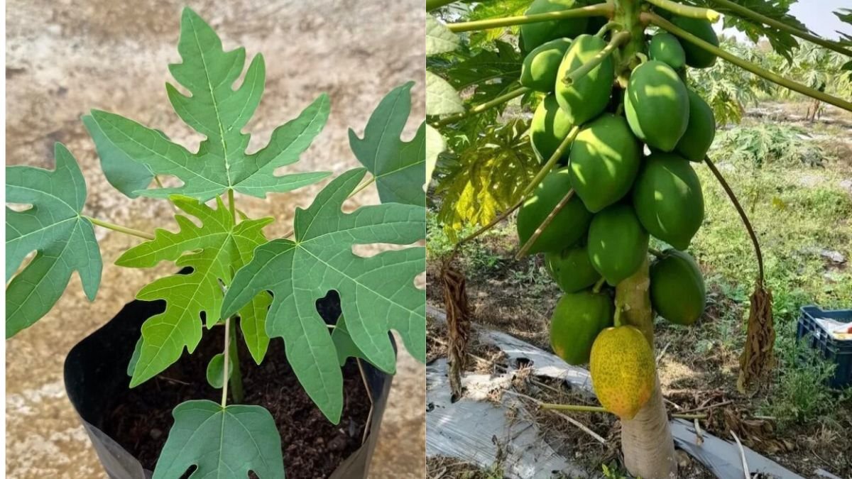 Grow Your Own Papaya Plant at Home Easily: Step-by-Step Guide for Fast Results!