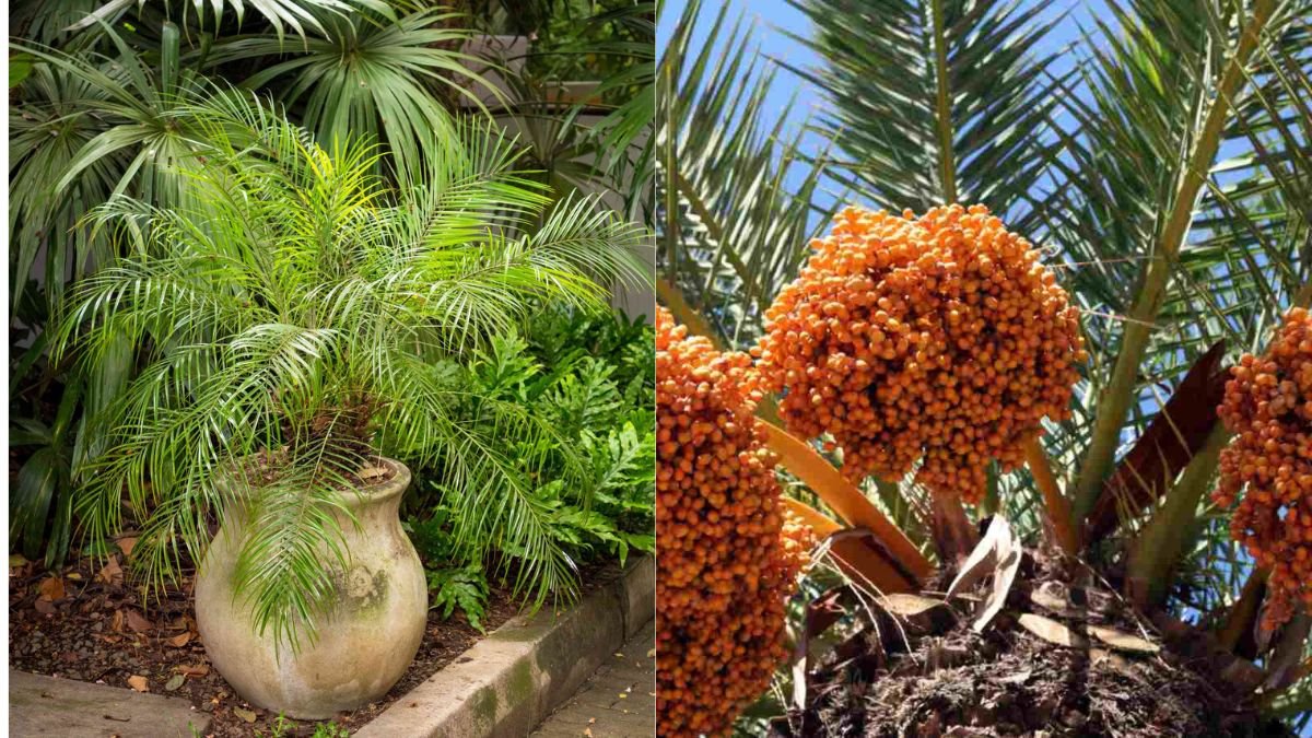 Grow Your Own Date Palm Tree at Home Easily: A Complete Step-by-Step Guide!