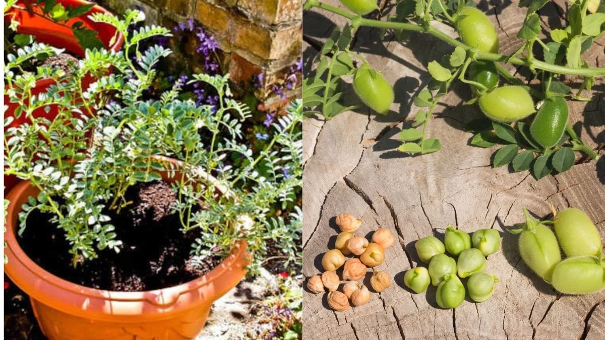 Grow Chickpeas at Home Easily: Step-by-Step Guide to Fresh, Nutritious Beans!