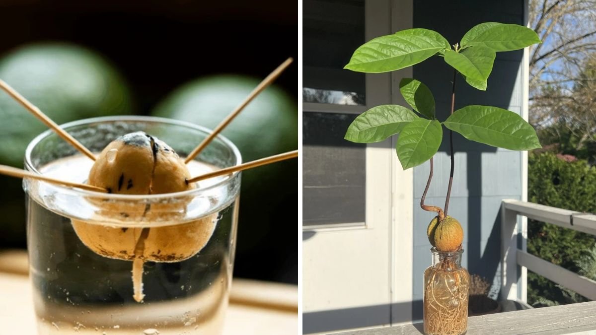How to Plant an Avocado Pit and Watch It Grow: A Complete Grow Guide at Home