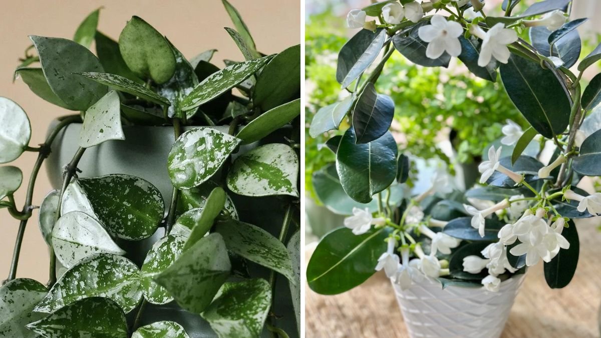 How Often Should You Water a Wax Plant for Lush Vines and Blooms
