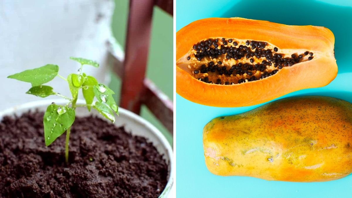 Easy Grow Papaya in Container From Seeds – Step by Step Guide