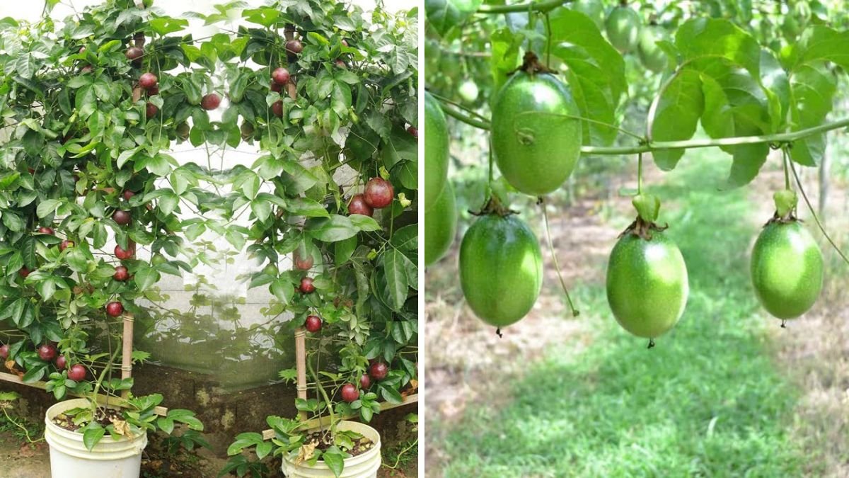 How to Create a Structure to Grow Passion Fruit – Complete Guide