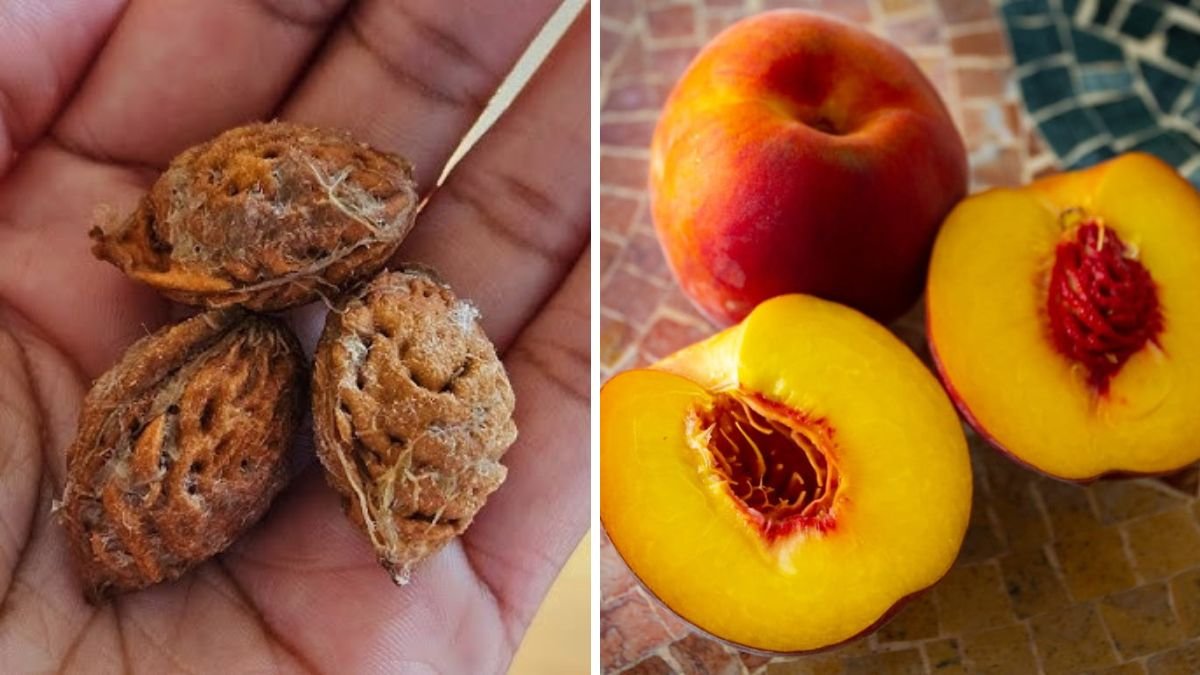 How Mama Judy Plants Her Peaches from Seeds – Simple Home Gardening Guide