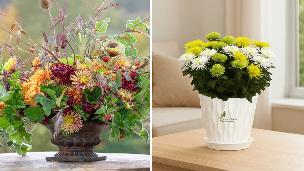 Grow Chrysanthemum with Aloe Vera: Natural Secret for Healthy Plants, Bigger Blooms, and Long Flowering