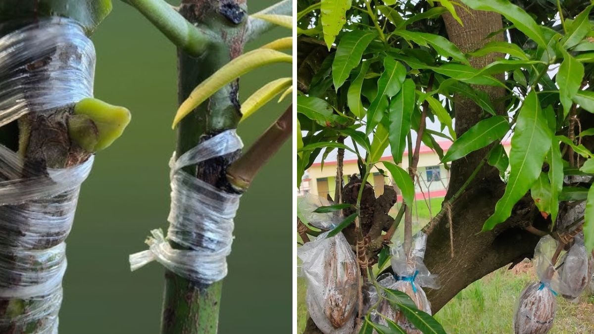 Mango V Grafting Technique: Complete Step-by-Step Guide for High Success and Early Fruiting