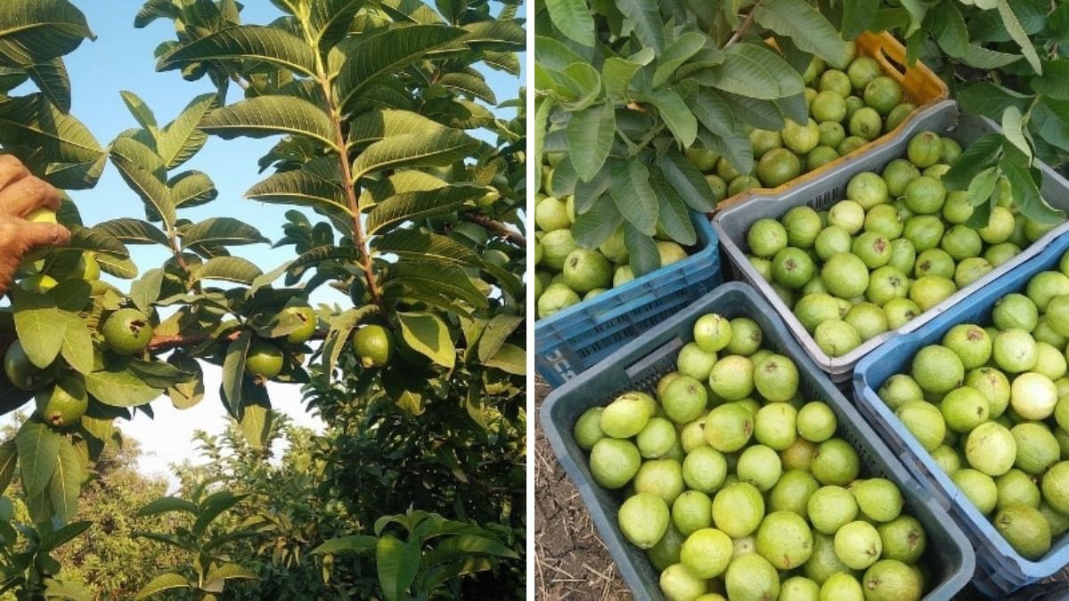 Guava Side Grafting Technique: Complete Practical Guide for Faster Growth and Superior Yield