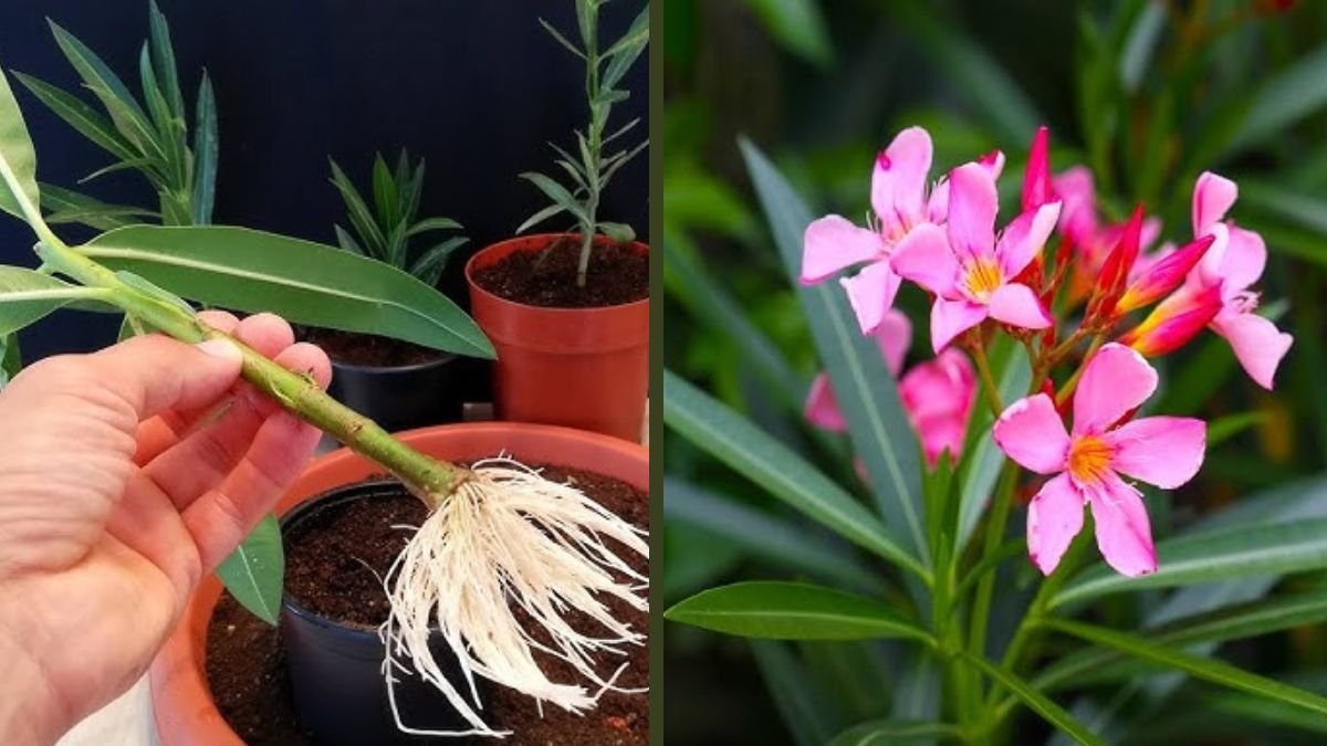 Oleander Cutting Propagation Explained: Complete How-To Guide for Fast Rooting and Healthy Plants