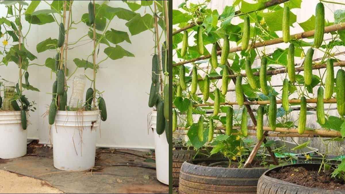 Tips to Grow Cucumbers on a Budget | TN Gardening Simple Methods
