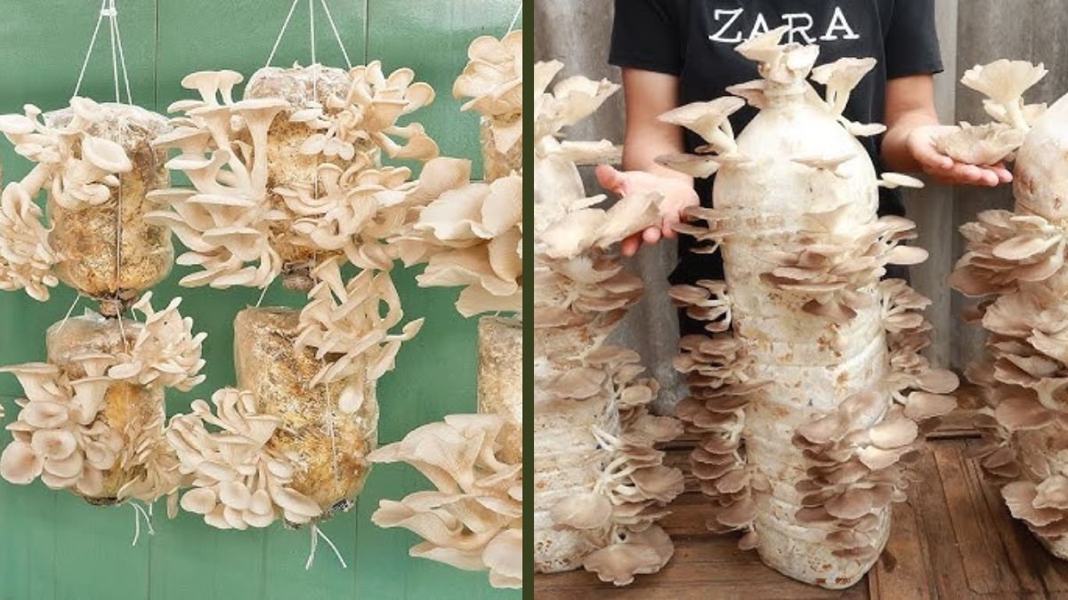 Growing Mushrooms the Traditional Way: Easy Methods with Quick and Reliable Harvests