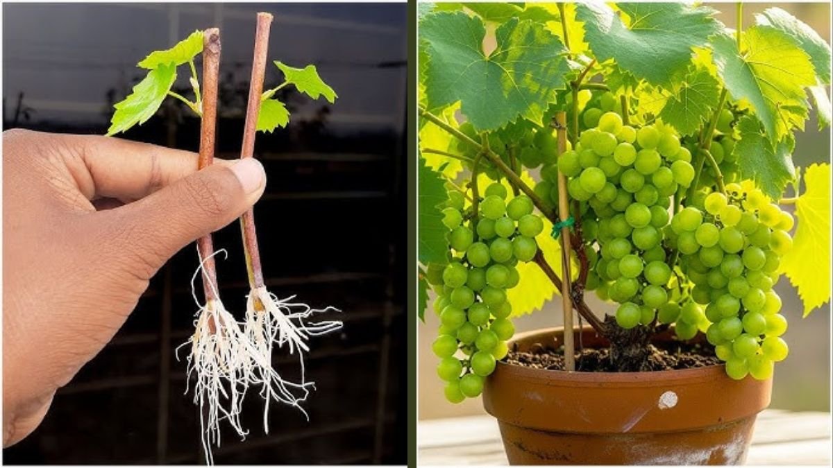 Eight Months After Planting Grape Cuttings: The Incredible Growth and Results You Must See