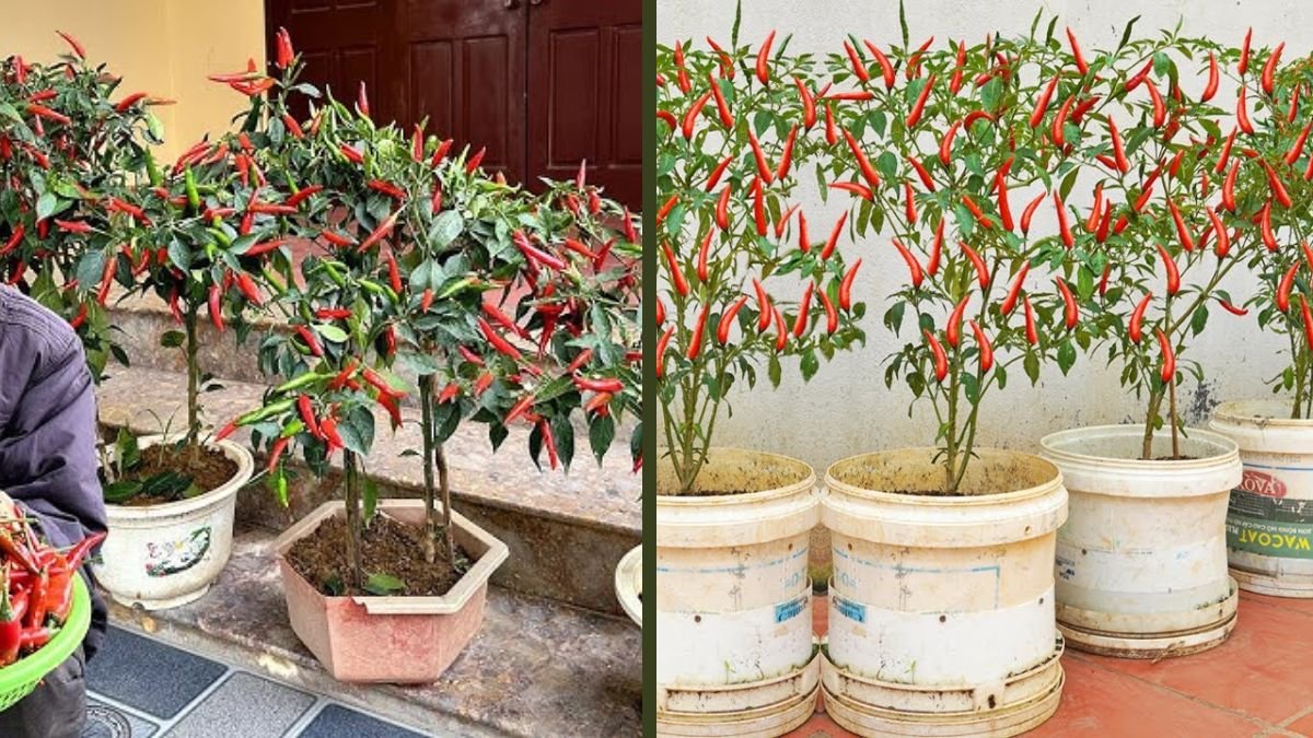Chili Harvest Explosion: Meet the Chili Plant with the Most Fruits in the World