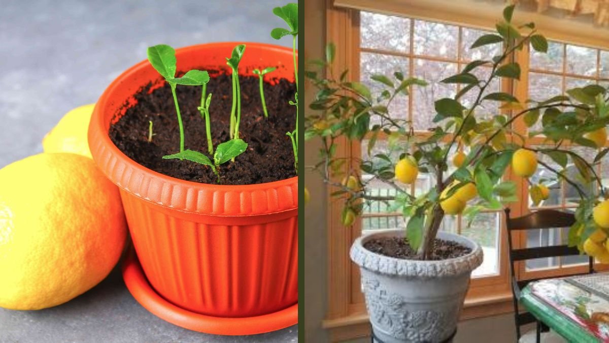 Amazing Technique to Grow Lemons from Seeds | The Complete Step-by-Step Guide for Home Gardeners