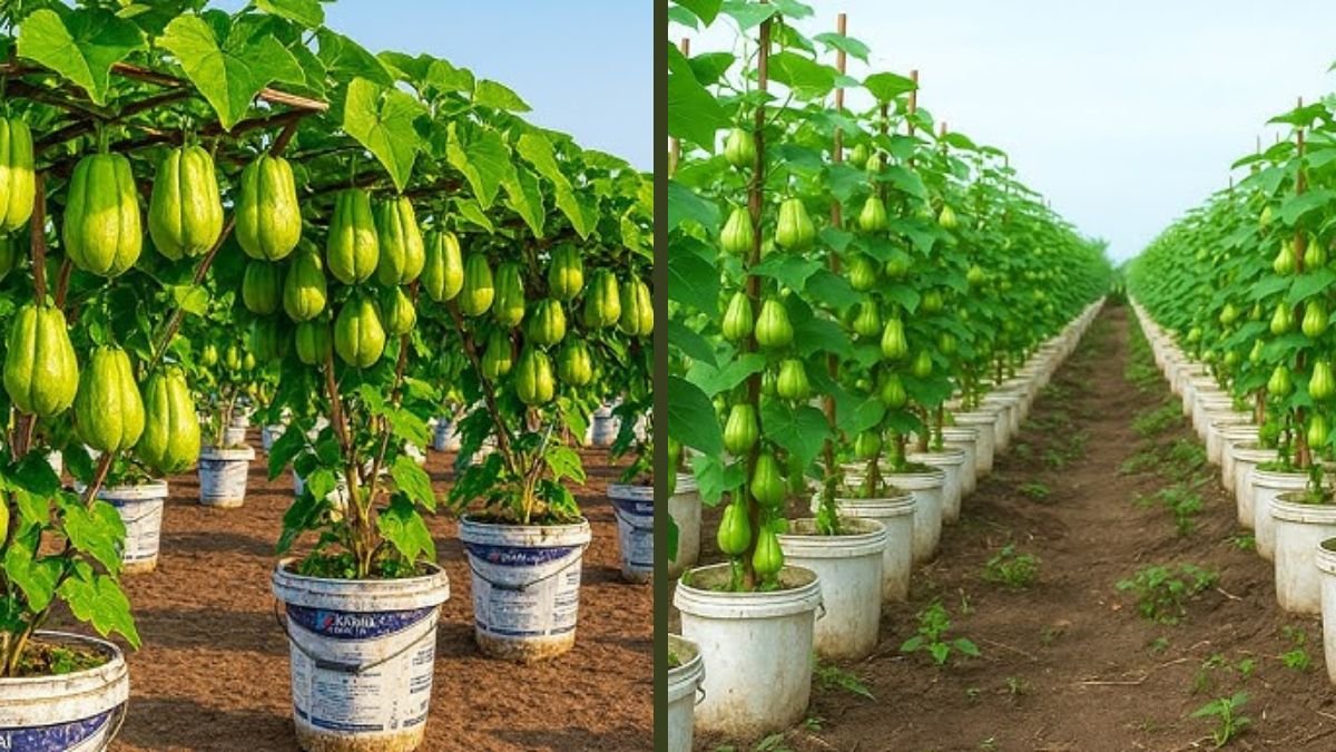 How to Grow Chayote in a Paint Bucket Easily | Simple Container Gardening Method