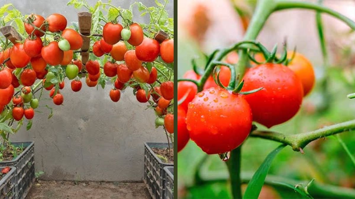 Growing Tomatoes This Way Produces Large Fruits And Is Almost Pest Free | Smart Home Gardening Guide
