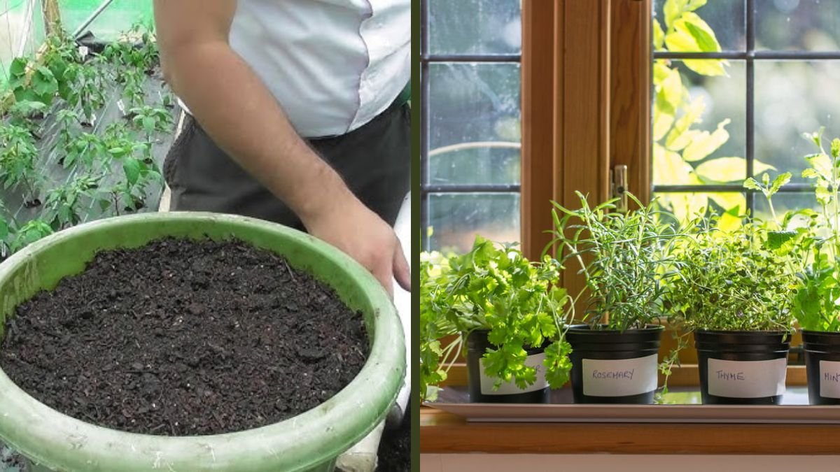 Tips For Growing Mint And Lemongrass For The Quickest Harvest | Fast-Growing Herb Guide