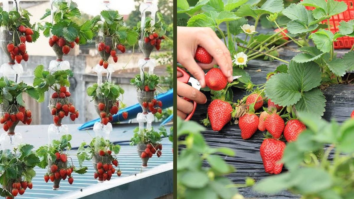 Revolutionary Strawberry Propagation: Achieve 100% Success Using Potatoes at Home