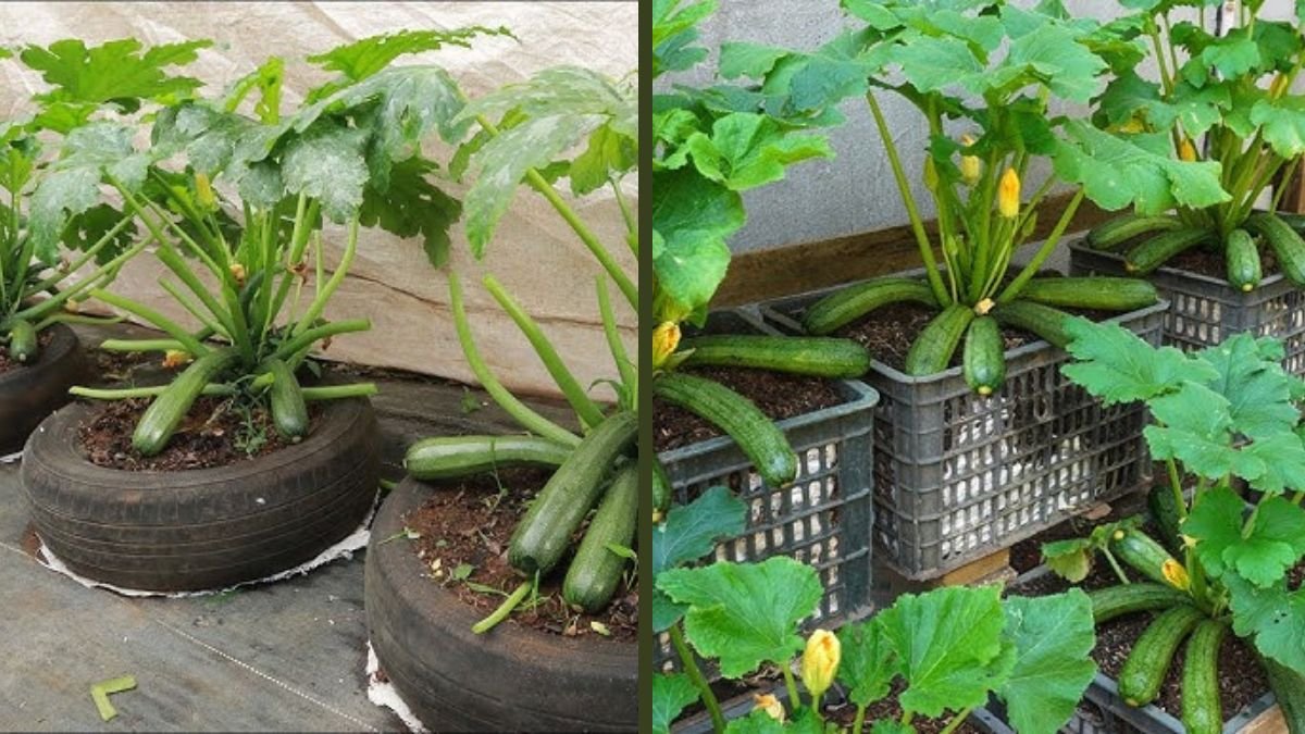 Great Idea: How to Grow Zucchini in Containers for 100% Fruiting Success