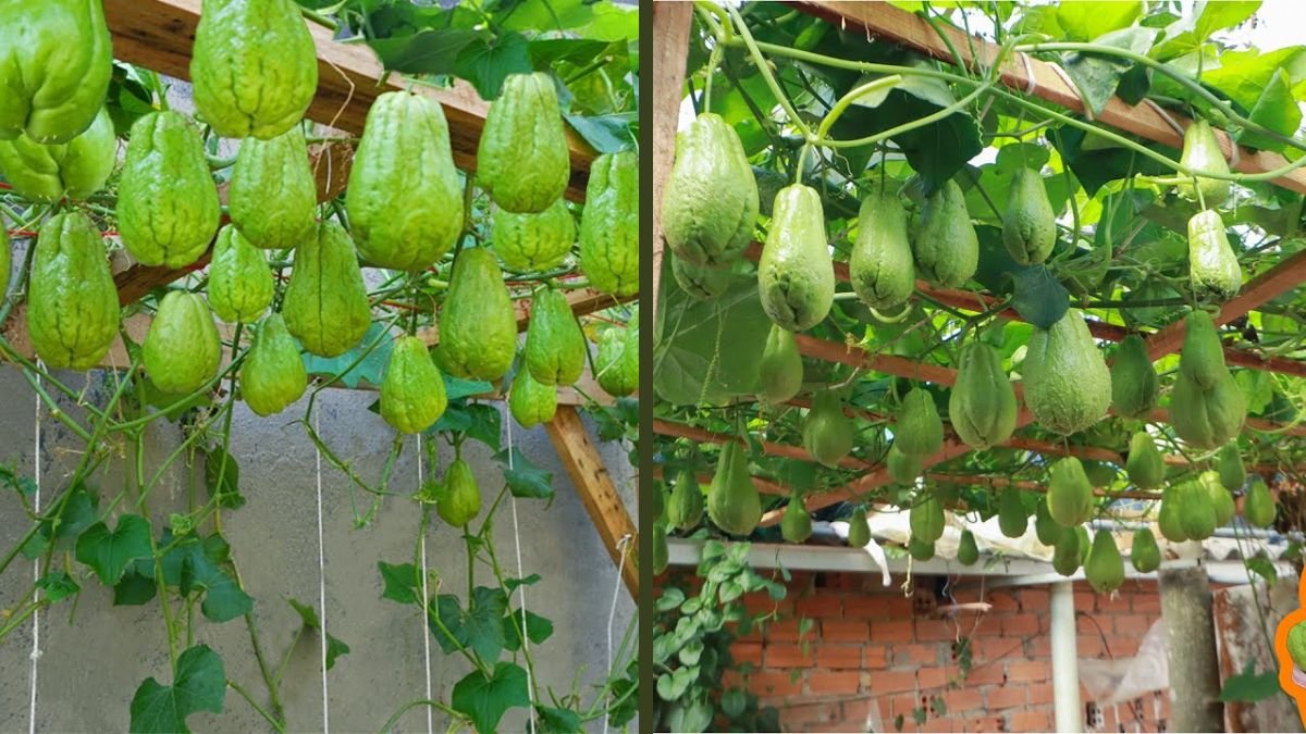 This Simple Tub Method Grows Endless Chayote All Year