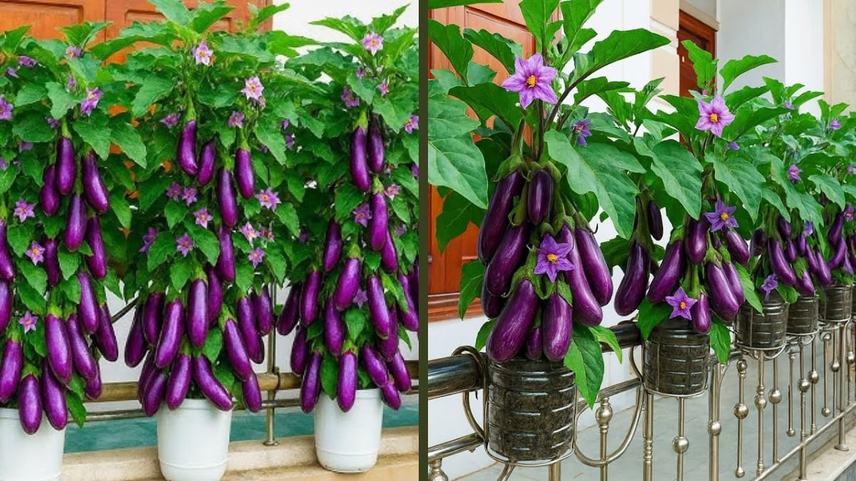 A Beautiful Balcony Method for Year-Round Eggplants