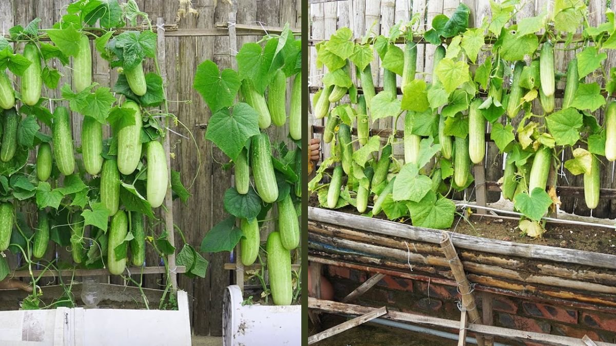 Turn Your Balcony Into a Heavy-Yield Cucumber Garden