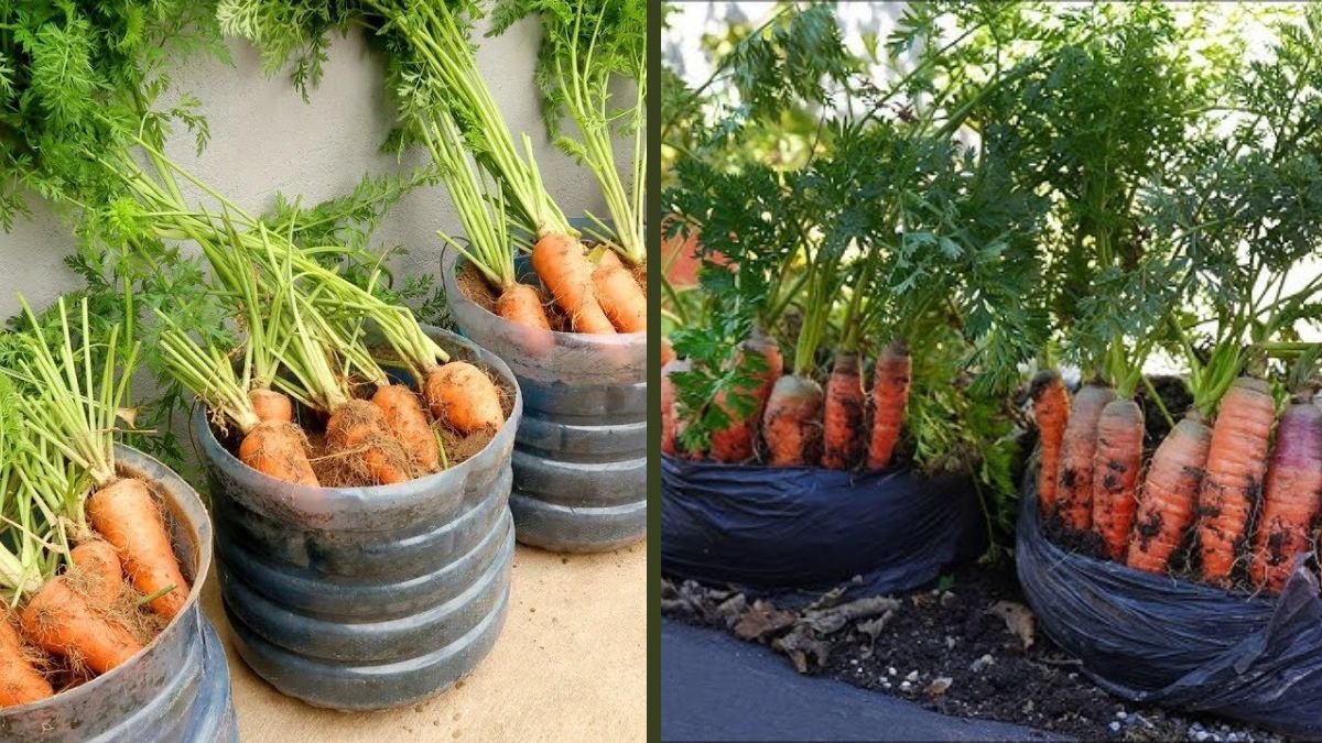 Got an Old Plastic Basket? Grow Carrots This Way!