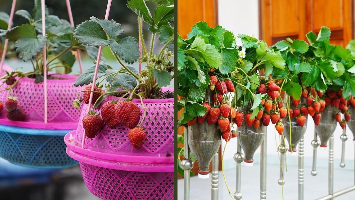 Grow Strawberries This Way Without a Garden for Surprising Results