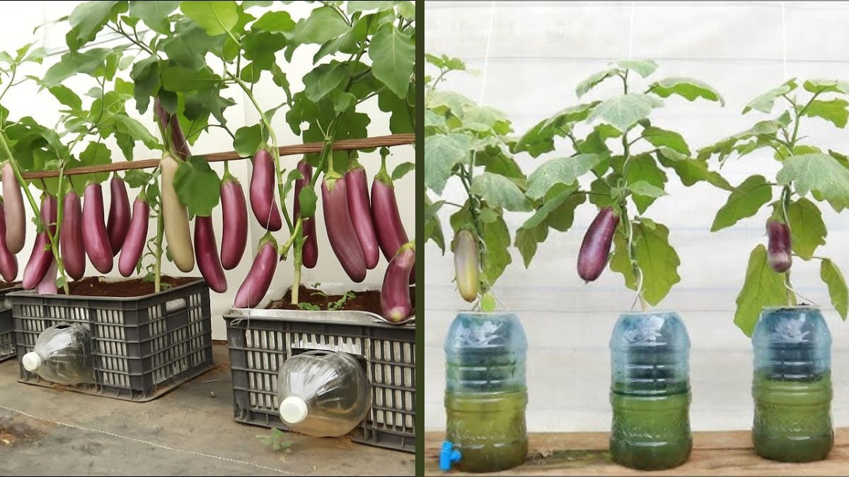 Don’t Throw Away Old Plastic Bottles—Grow Eggplants Like I Did at Home
