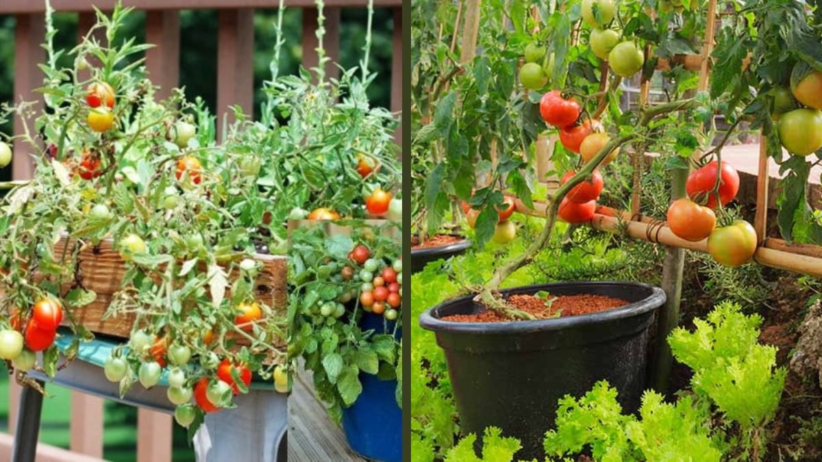 Grow Tomatoes Without a Garden Using This Simple Method – High Yield Container Tomato Guide