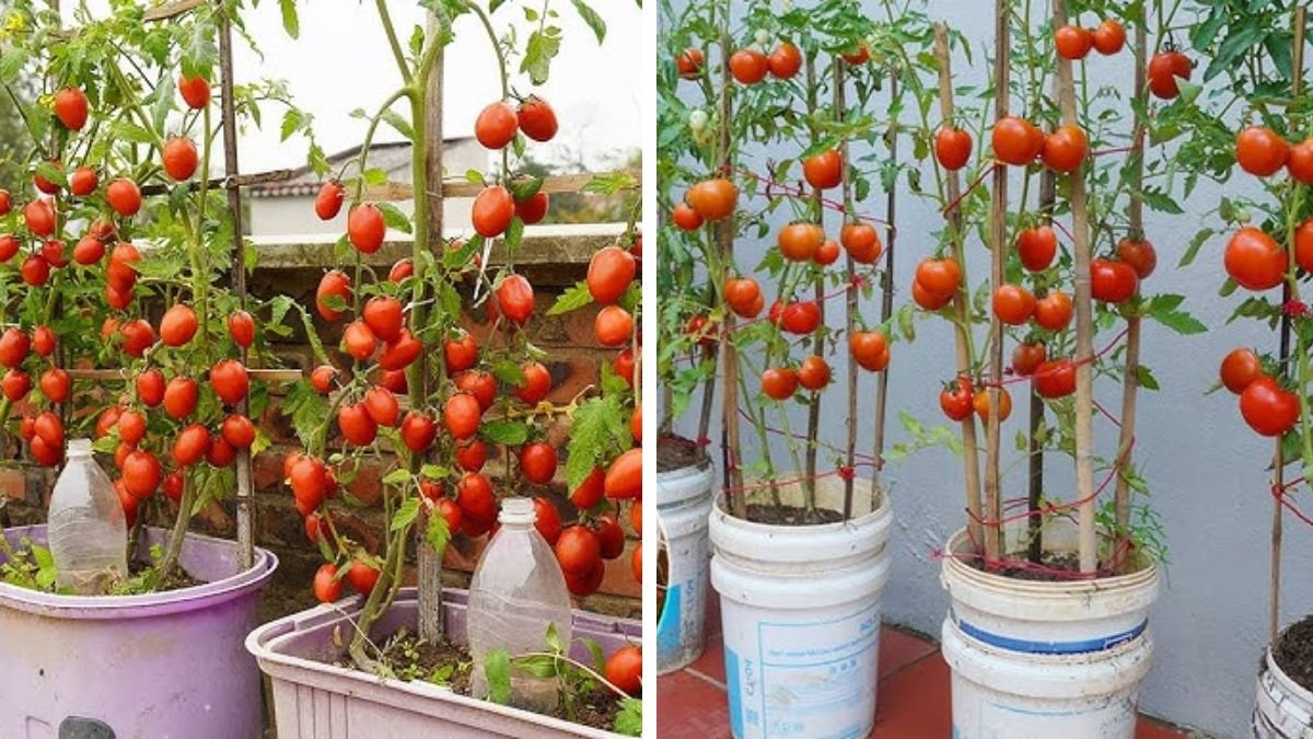 The Future Method of Growing Tomatoes That Produces Many Times More Yield