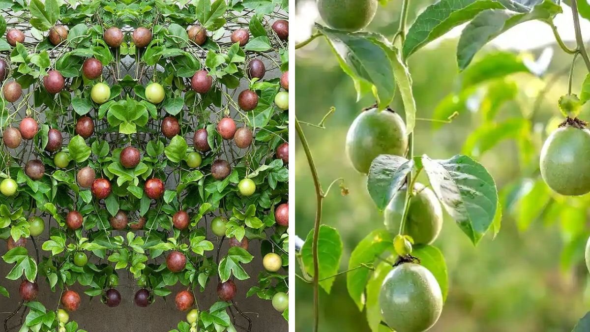 How to Grow Passion Fruit at Home Without a Garden – An Easy Beginner-Friendly Method