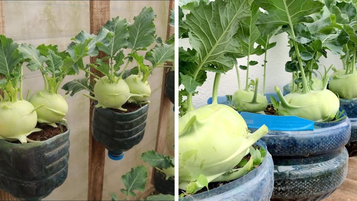 No Soil Needed – Grow Big, Lush Kohlrabi Right on Your Terrace Easily