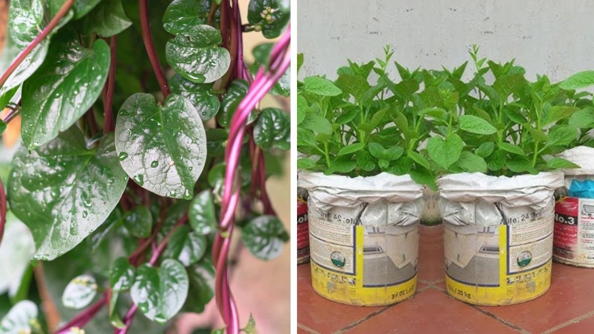 No Need to Water! How Malabar Spinach Grows Fast Even in Dry Conditions – The Science Behind It