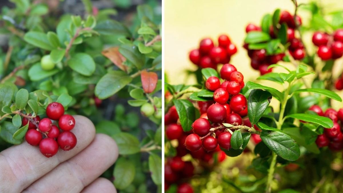 Essential Tips for Successful Lingonberry Fruit Cultivation in Your Garden