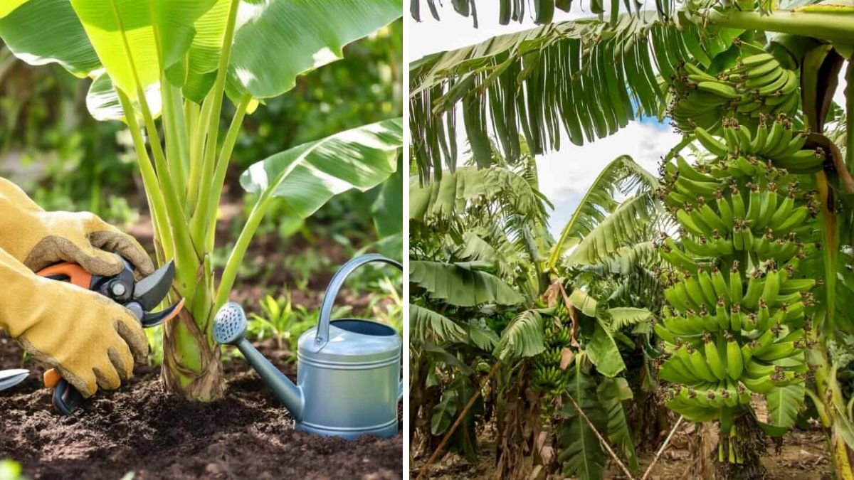 The Ultimate Guide to Successfully Cultivating Ornamental Banana Clumps for a Lush Garden