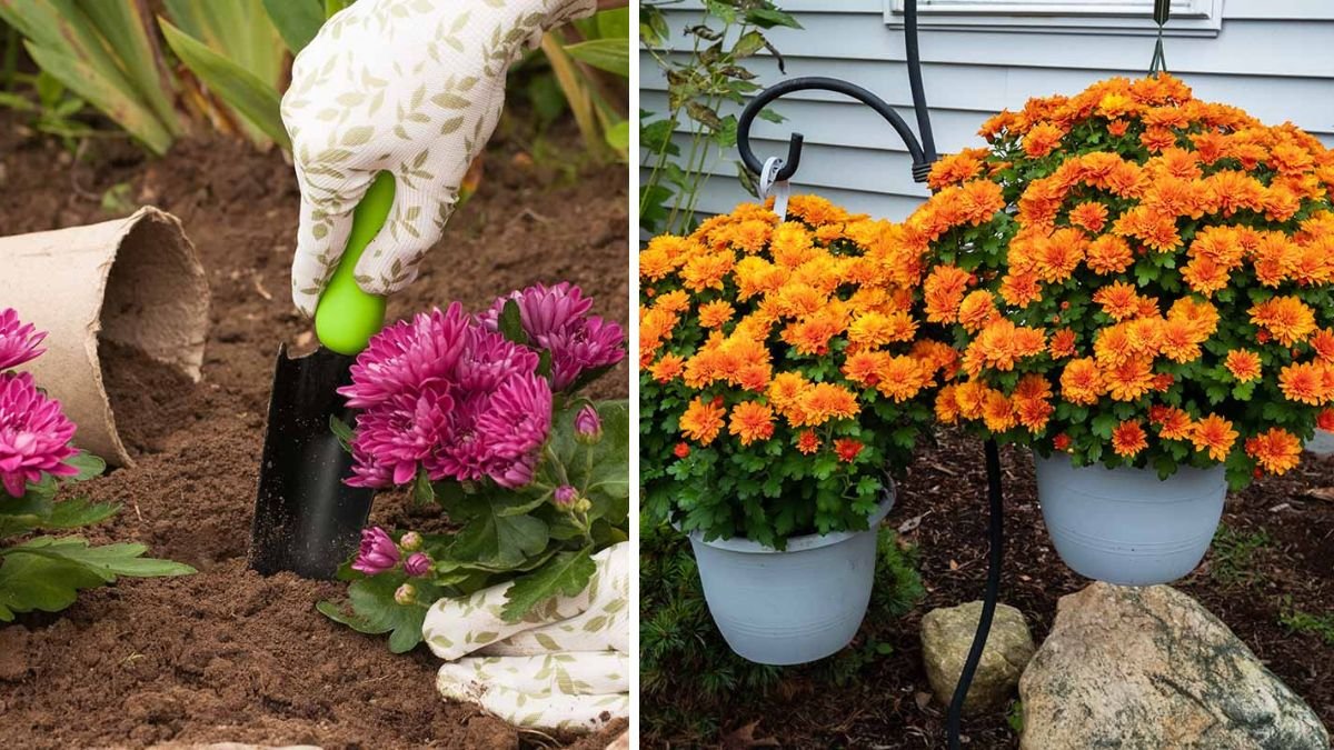 Mastering the Art of Growing Chrysanthemum Early Buds for a Stunning Bloom Display