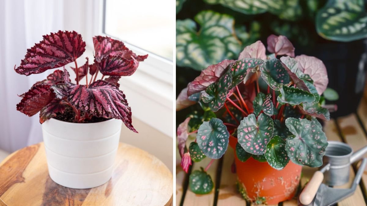 Best Methods for Achieving Healthy Begonia Growth While Preventing Leaf Curl