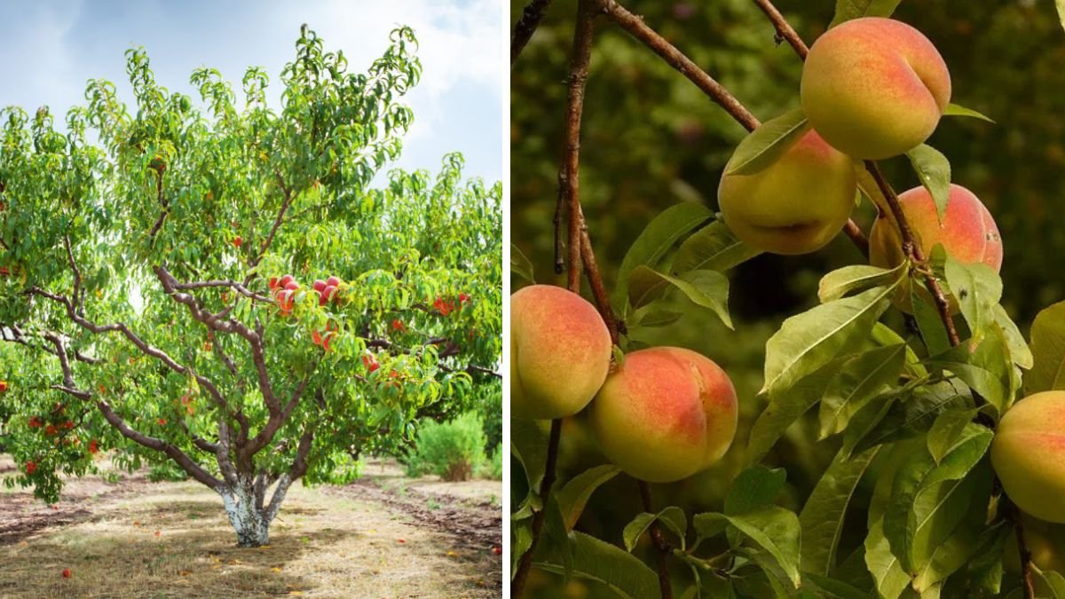 A Comprehensive Guide to Successfully Growing Compact Nectarine Trees in Small Spaces at Home