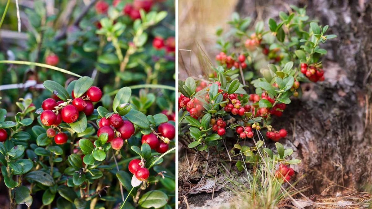 The Ultimate Guide to Successfully Growing Lingonberries on Your Balcony in Urban Spaces