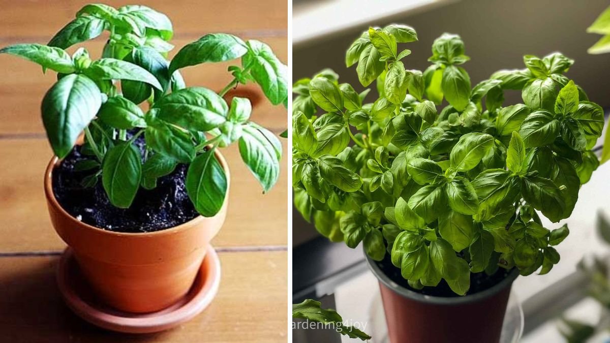 How to Successfully Grow Basil in Warm Climates Year Round for Thriving Herb Gardens