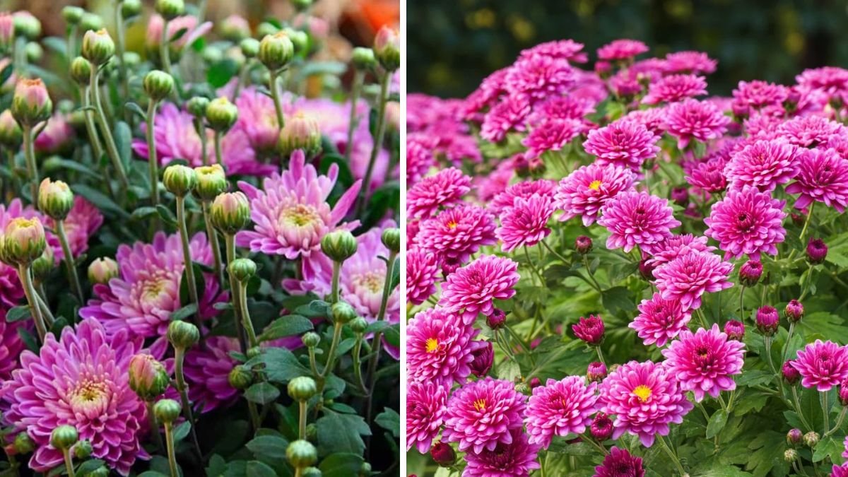 Best Method to Grow Chrysanthemum from Cuttings for Thriving Blooms in Home Gardens