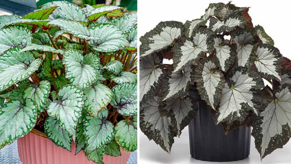 The Ultimate Guide to Successfully Growing Rex Begonia Indoors Using Simple Techniques